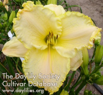 Daylily Down the Aisle